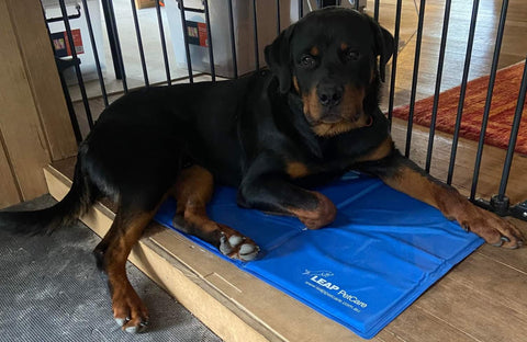 LEAP PetCare Gel Cooling Mat - Blitzen