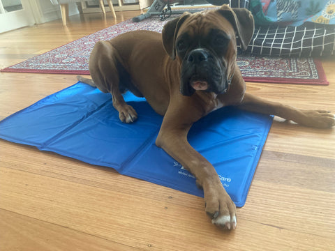 LEAP PetCare Gel Cooling Mat - Otto