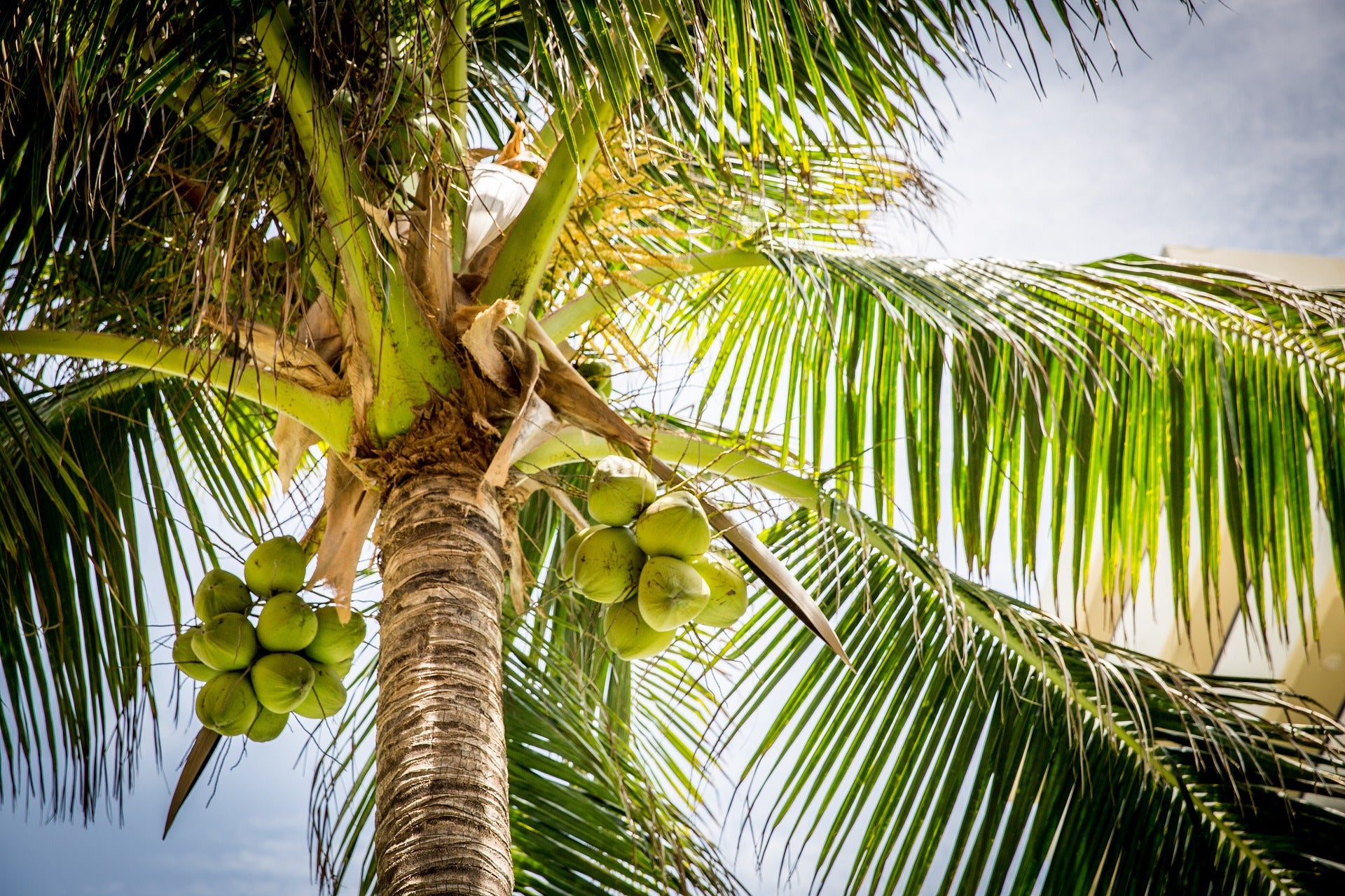 How Tall Does A Coconut Palm Tree Grow Cocofina