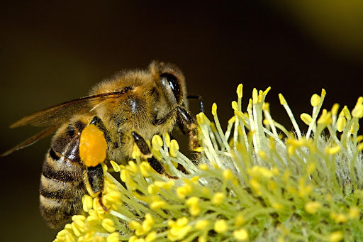 up close image of bee on flower