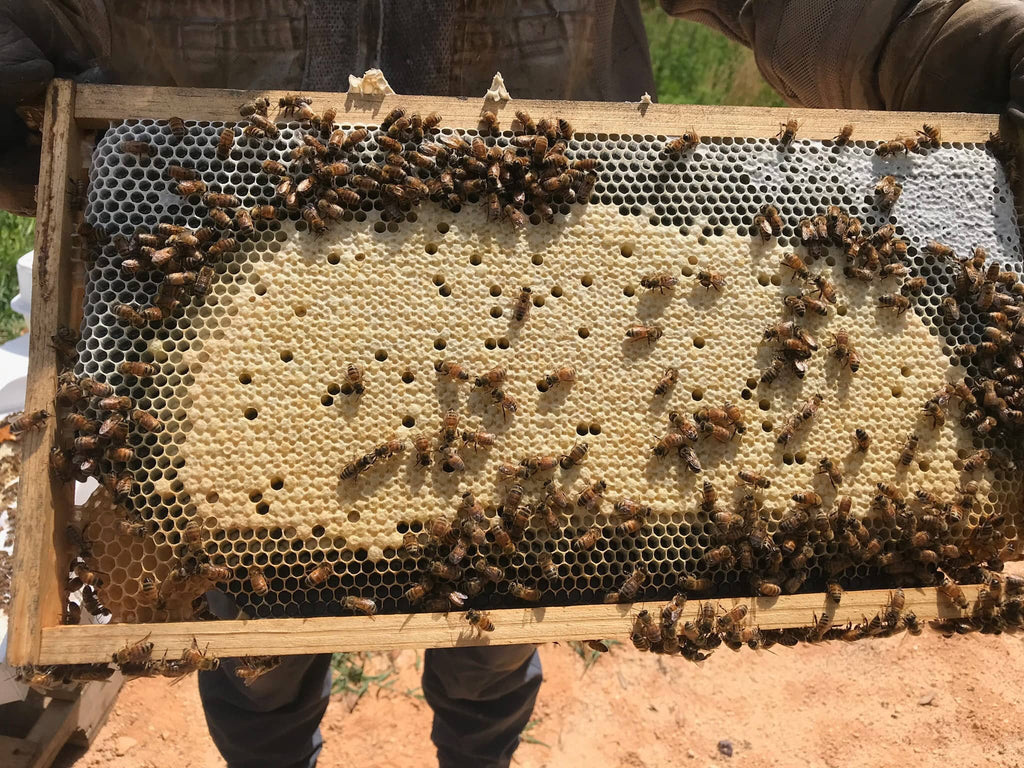New beehive