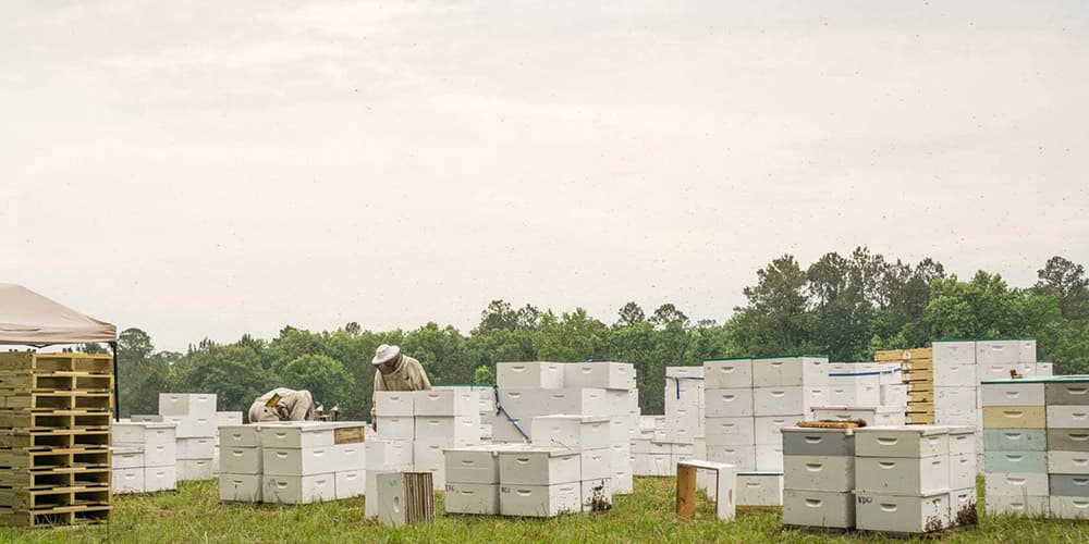 register family farm popcorn working yard