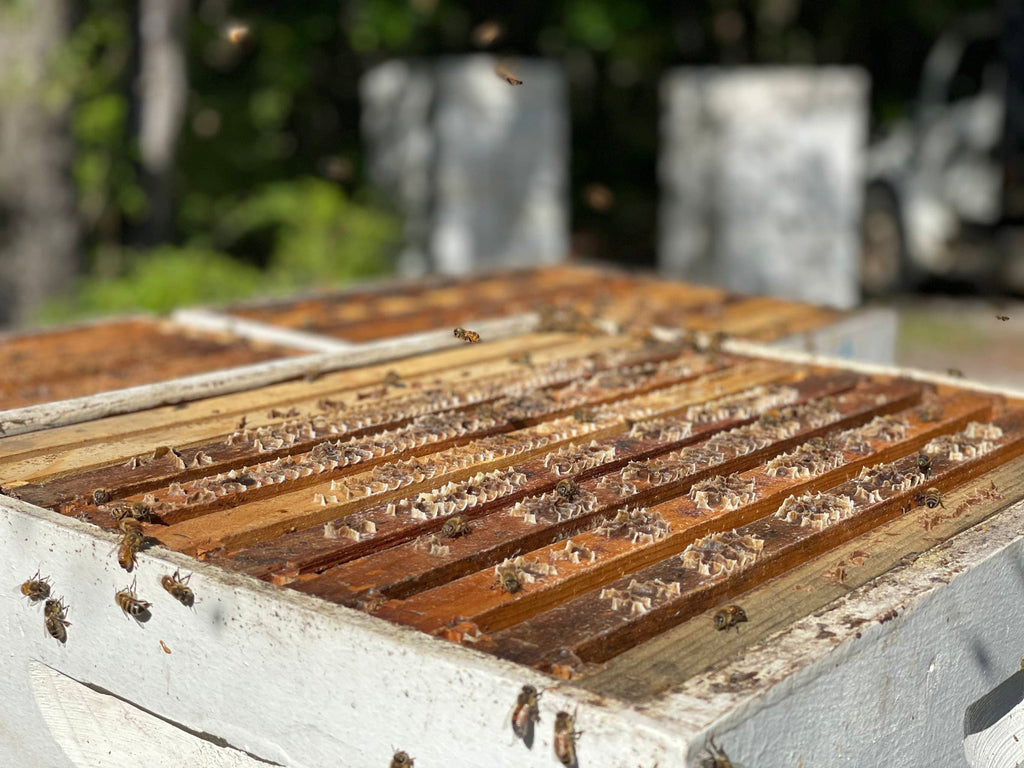 tupelo honey hive