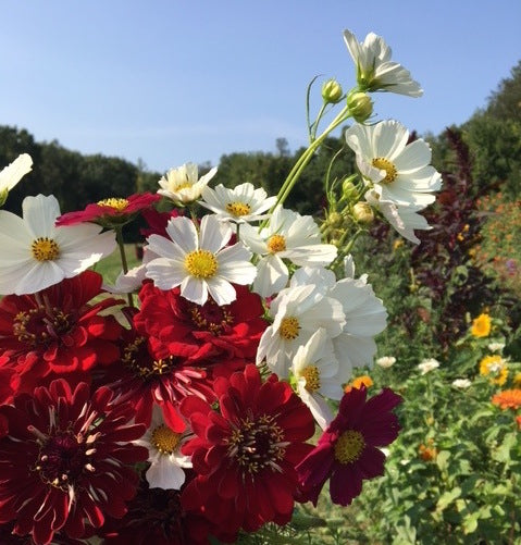 Many Grace Farm bouquet