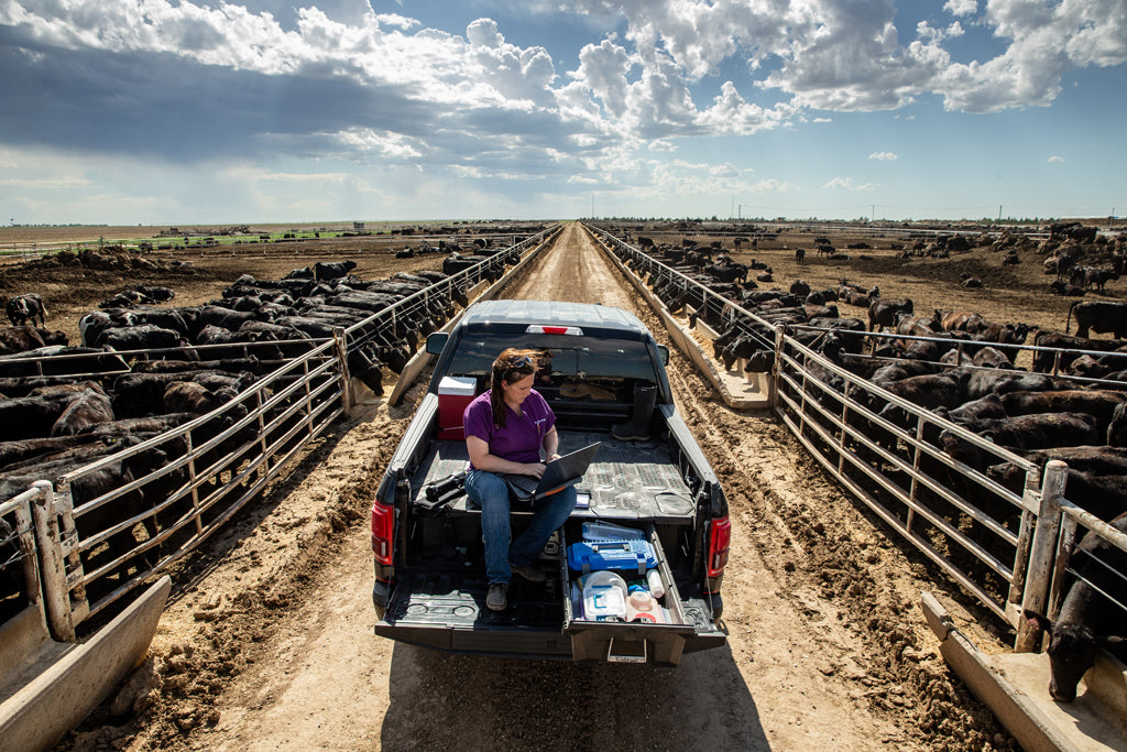 Tara on truck with cows