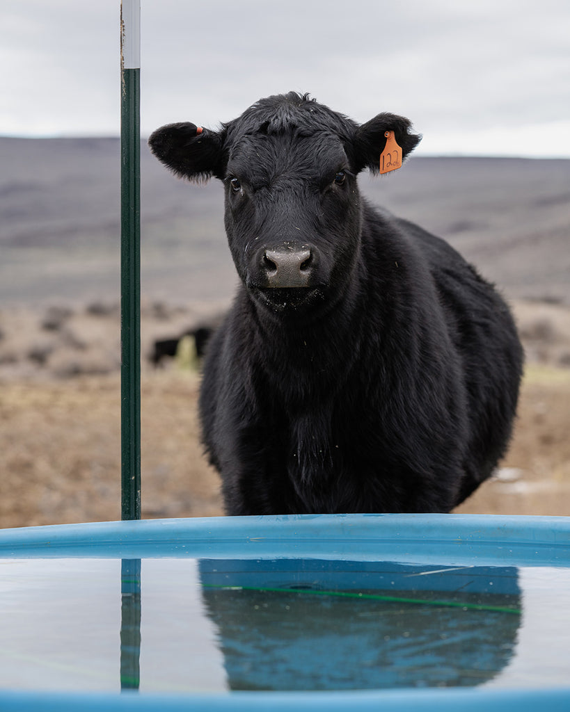 Chaylon Shuffield raises Angus Cross cattle