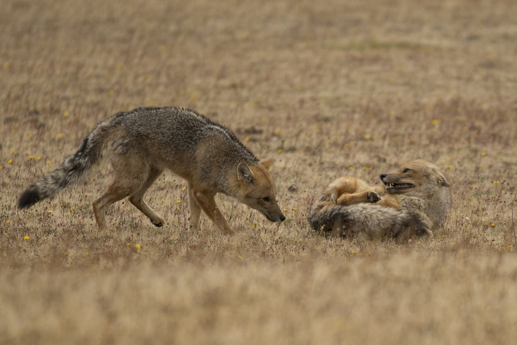 Coyotes at play