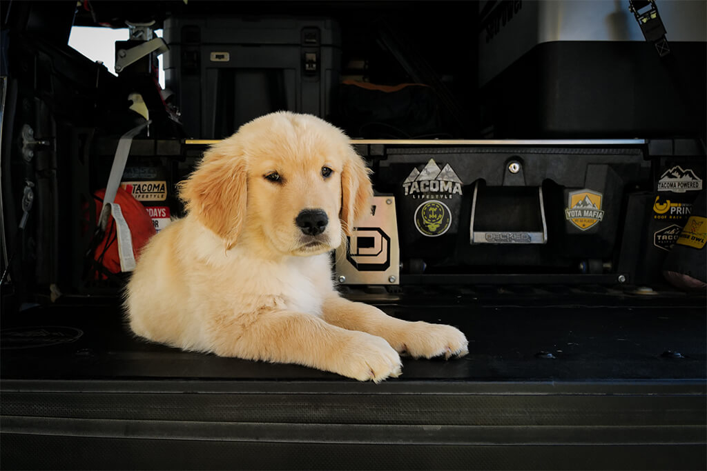 dog on tailgate