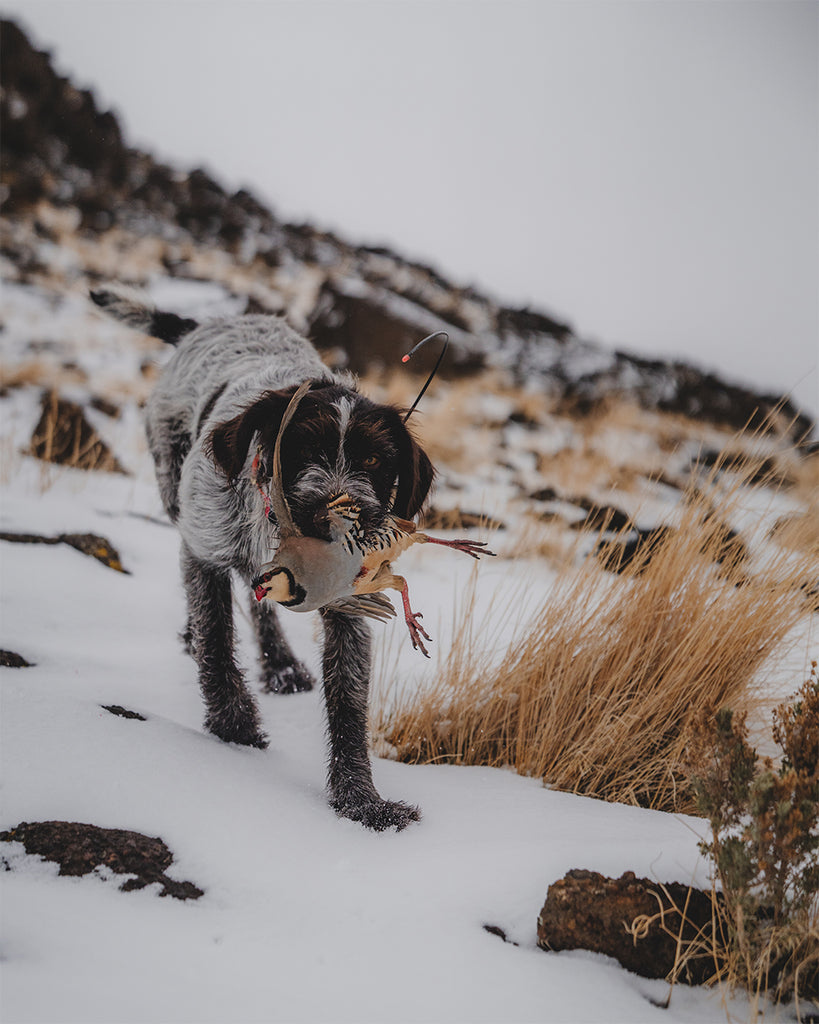 Travis Warren's dog with a chukar in mouth