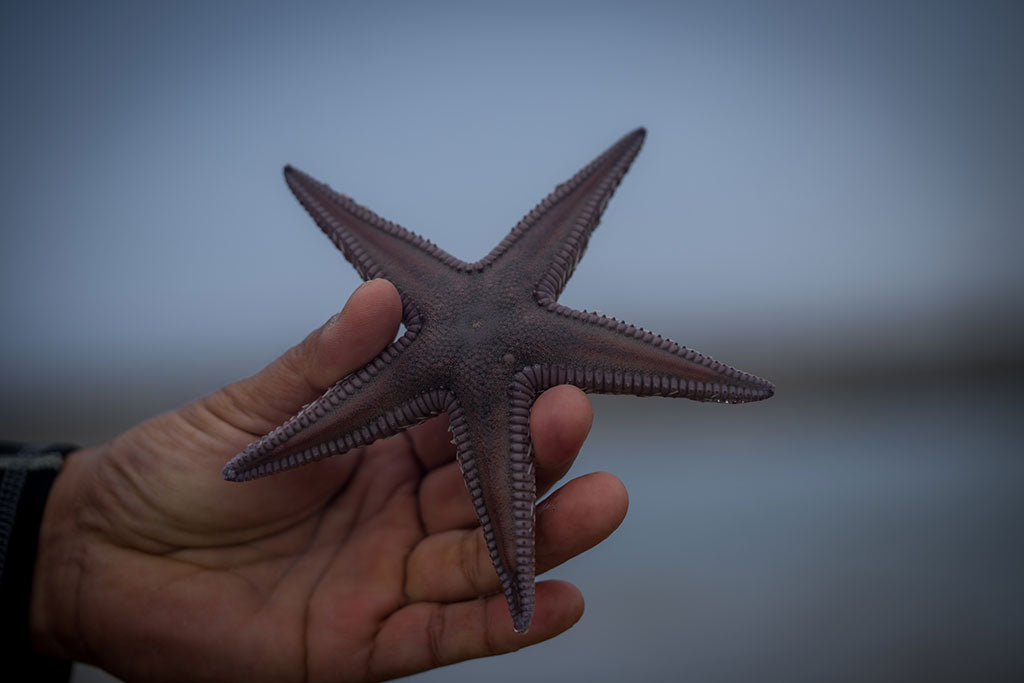 closeup image of a sea star