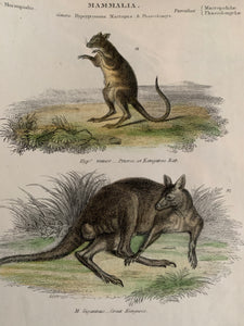 19th Century Coloured Engravings of Mammals: Marsupials