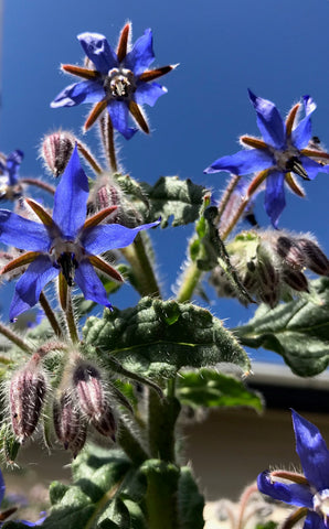 Borage