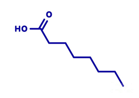 Caprylic Acid