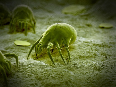 Dust Mites