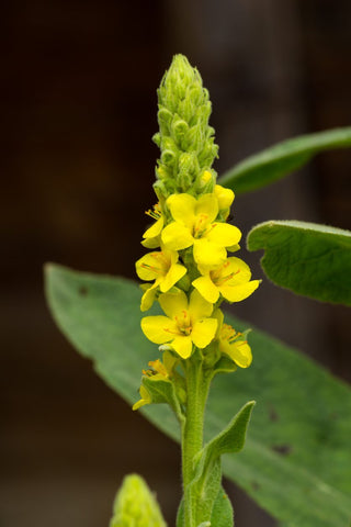 Mullein - Ingredient of Lungwort Complex - Holistic Support For Respiratory Health