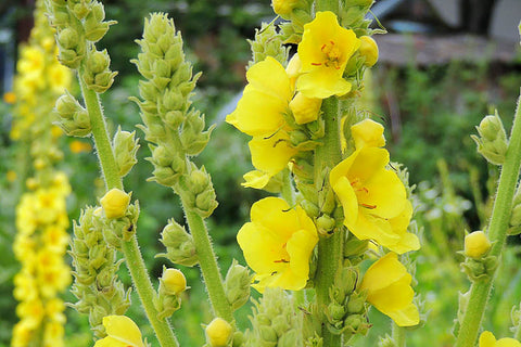 Mullein