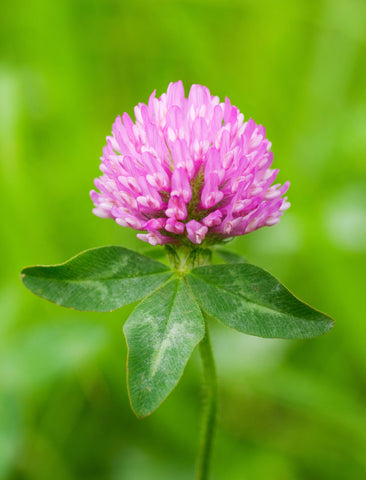 Red Clover