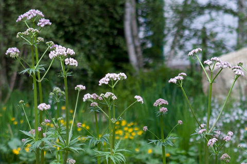 Valerian Plant