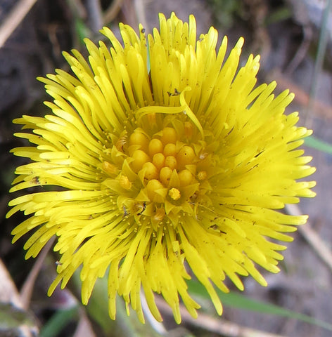 Coltsfoot - A natural herb in Lungwort Complex™️