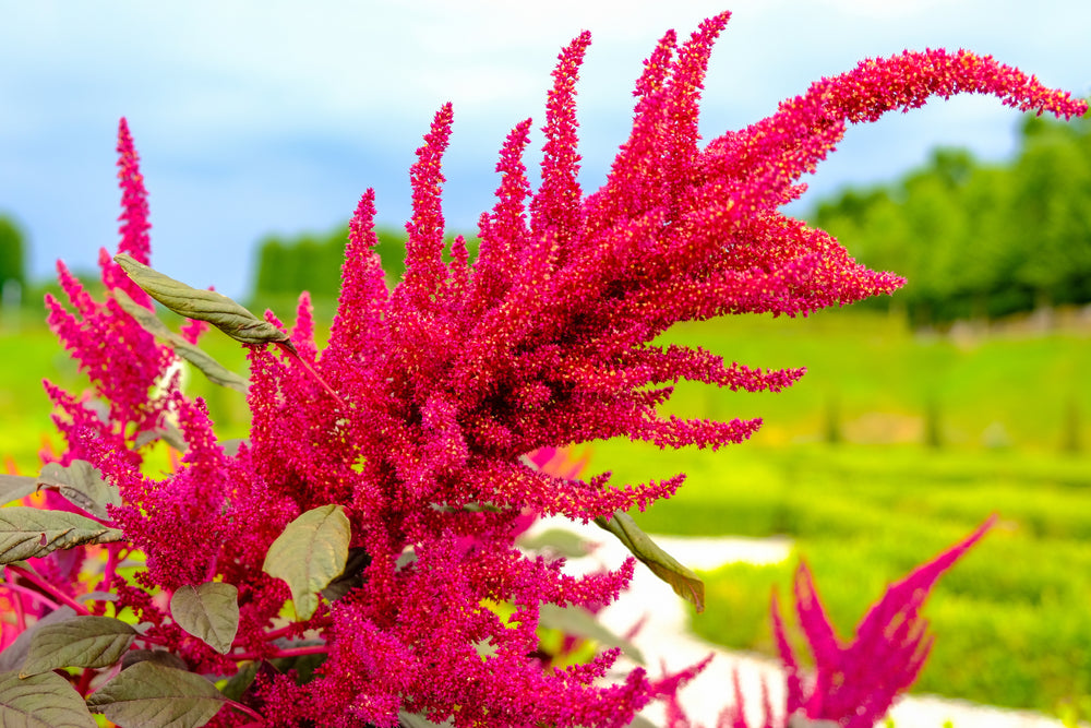 Amaranthus Caudatus Seed Extract Explained, Skin Benefits, INCI- Proco – Procoal