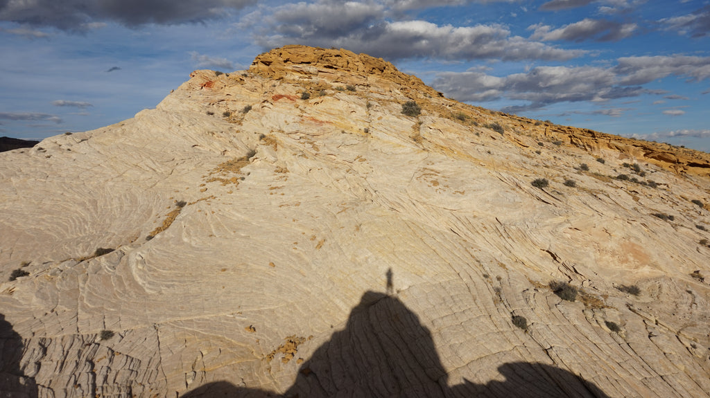 The elusive shadow of a reclusive desert dweller