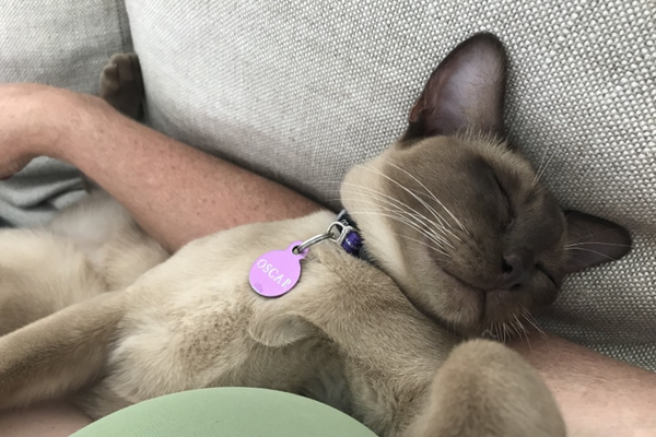 Oscar the Cat