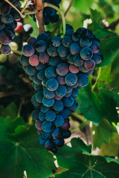 Nero D'avola Grapes
