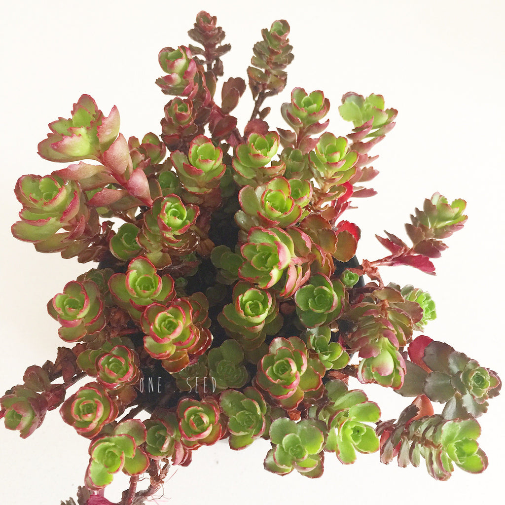 Plant Sedum Spurium Dragon S Blood Soul Made Boutique