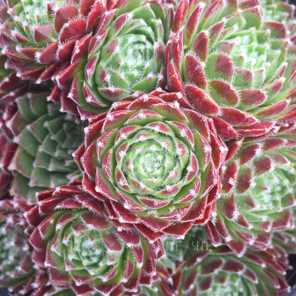 Молодило Sempervivum Cassiopea