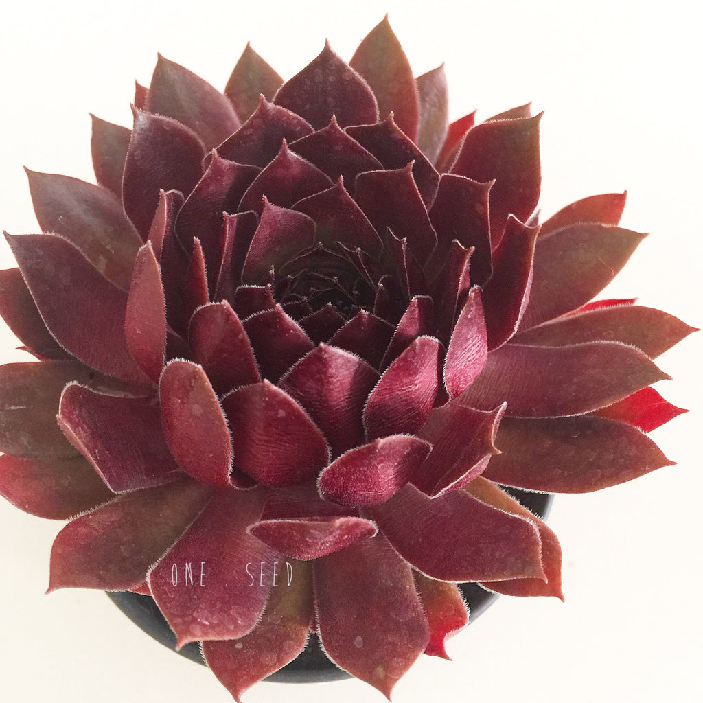 Plant - Sempervivum Pacific Red Rose – Soul Made Boutique
