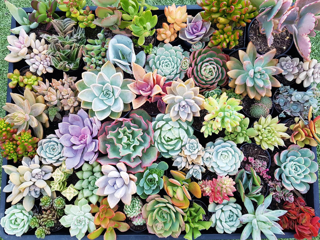 Assorted Succulent Plants – Soul Made Boutique