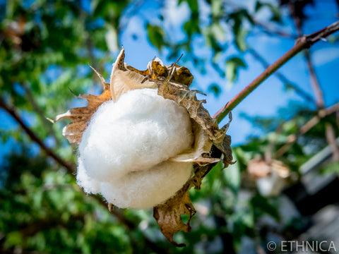 Fluffy Cotton Ball 