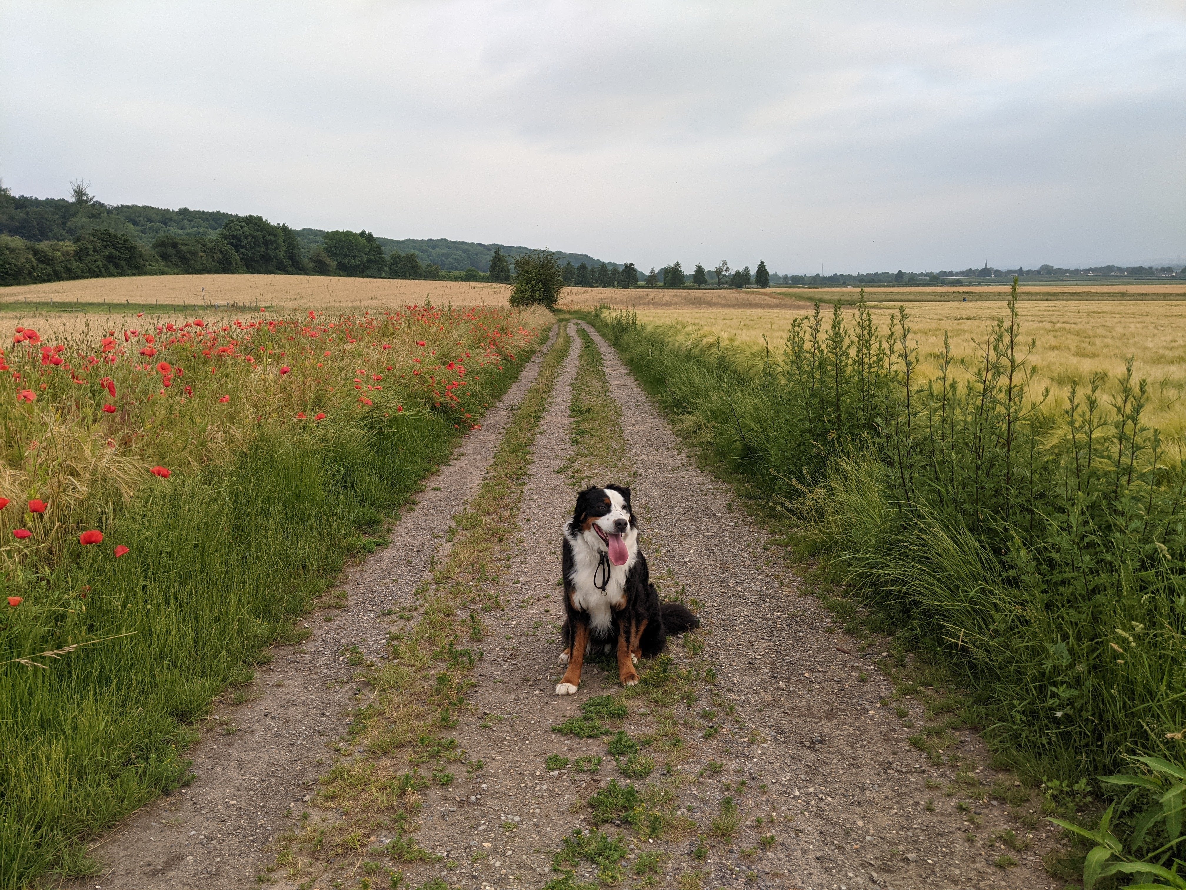 Dog in wheat field 