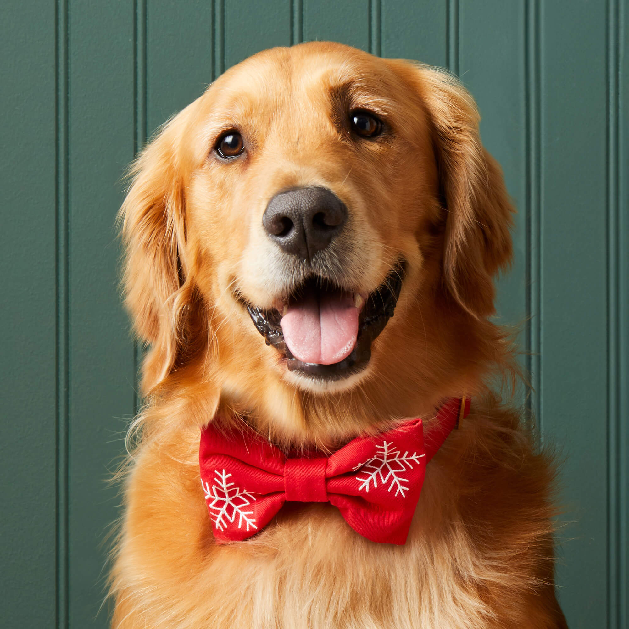 Handmade Dog Bow Ties and Collars