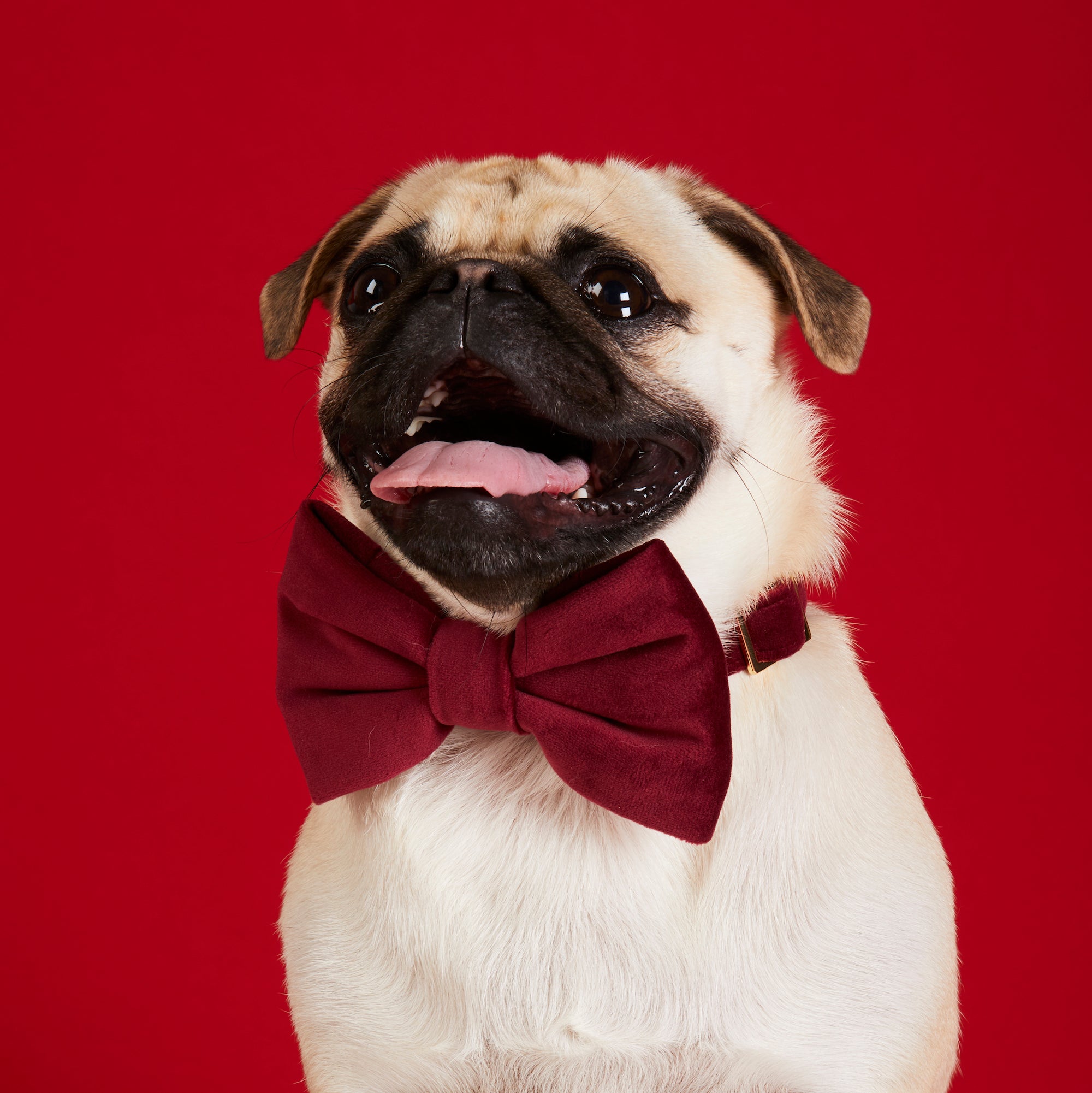 Beaux & Paws Bow Tie - Black Velvet