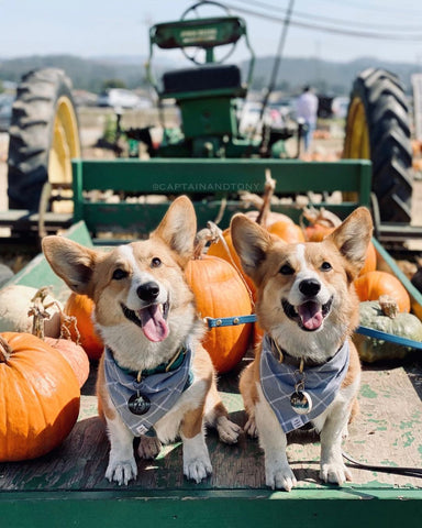 Tractor dogs