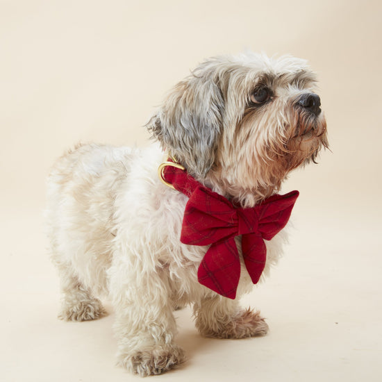 Aberdeen Plaid Flannel Lady Bow Collar from The Foggy Dog 
