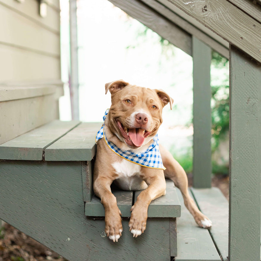 gingham dog bandana