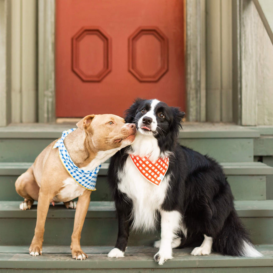 gingham dog bandana