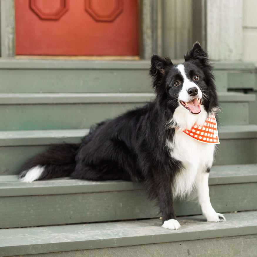 gingham dog bandana