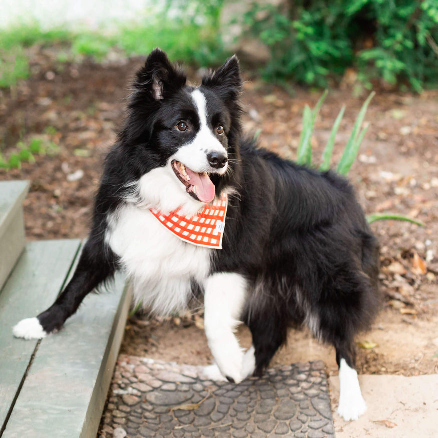 gingham dog bandana