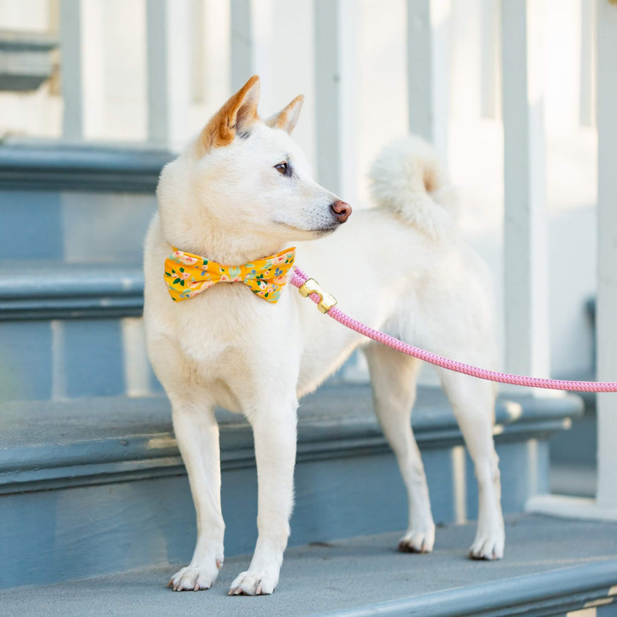 dog bowtie collar canada