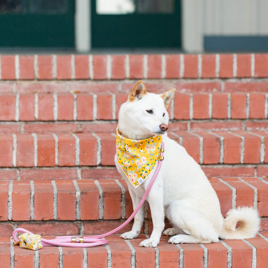 Sunny Days Dog Bandana – The Foggy Dog