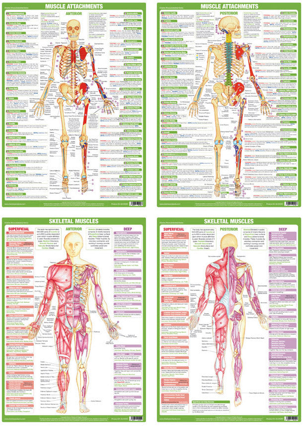 Back Muscles Anatomy Chart - Female Muscular System Anatomy Poster