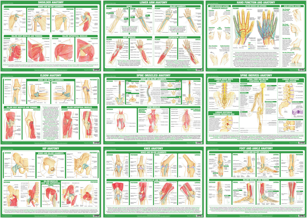 Joint Anatomy Educational Charts – Chartex