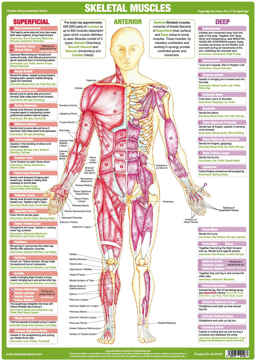 Muscle Anatomy Chart - Anterior - Chartex Ltd