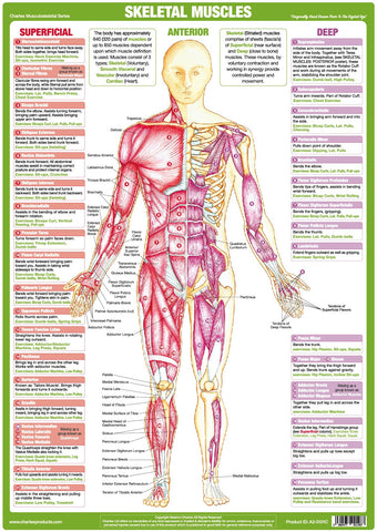01 skeletal_muscles anterior chartex_large jpg v 1527263378 human body muscle charts