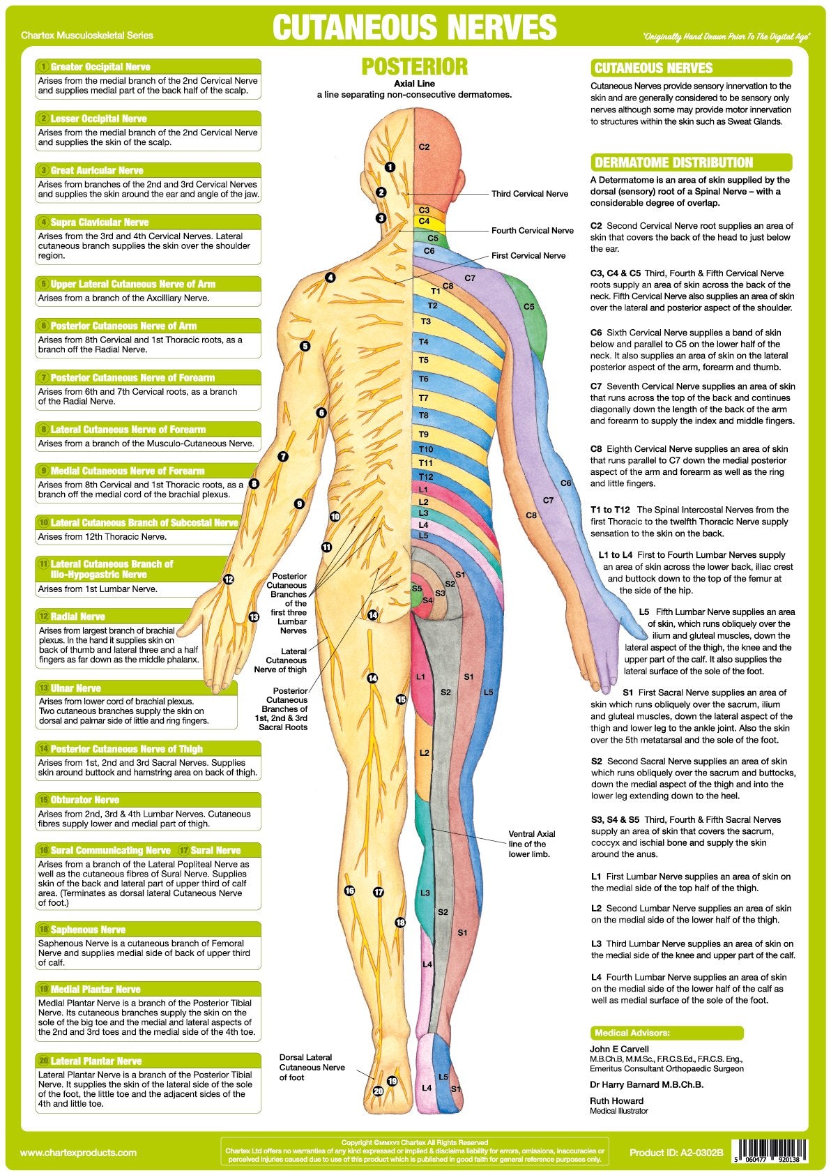 Cutaneous Nerves Anatomy Chart - Posterior - Chartex Ltd