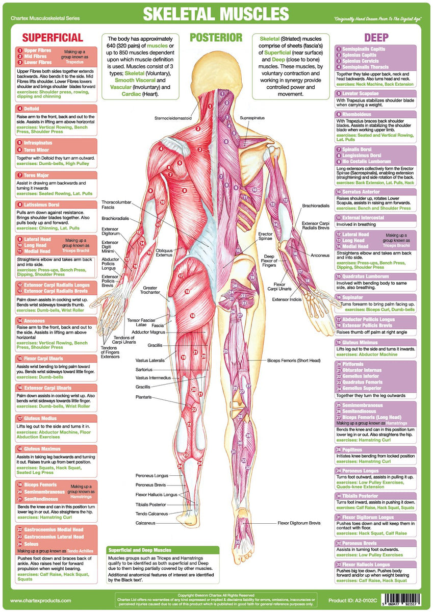 Muscle Anatomy Chart- Posterior - Chartex Ltd