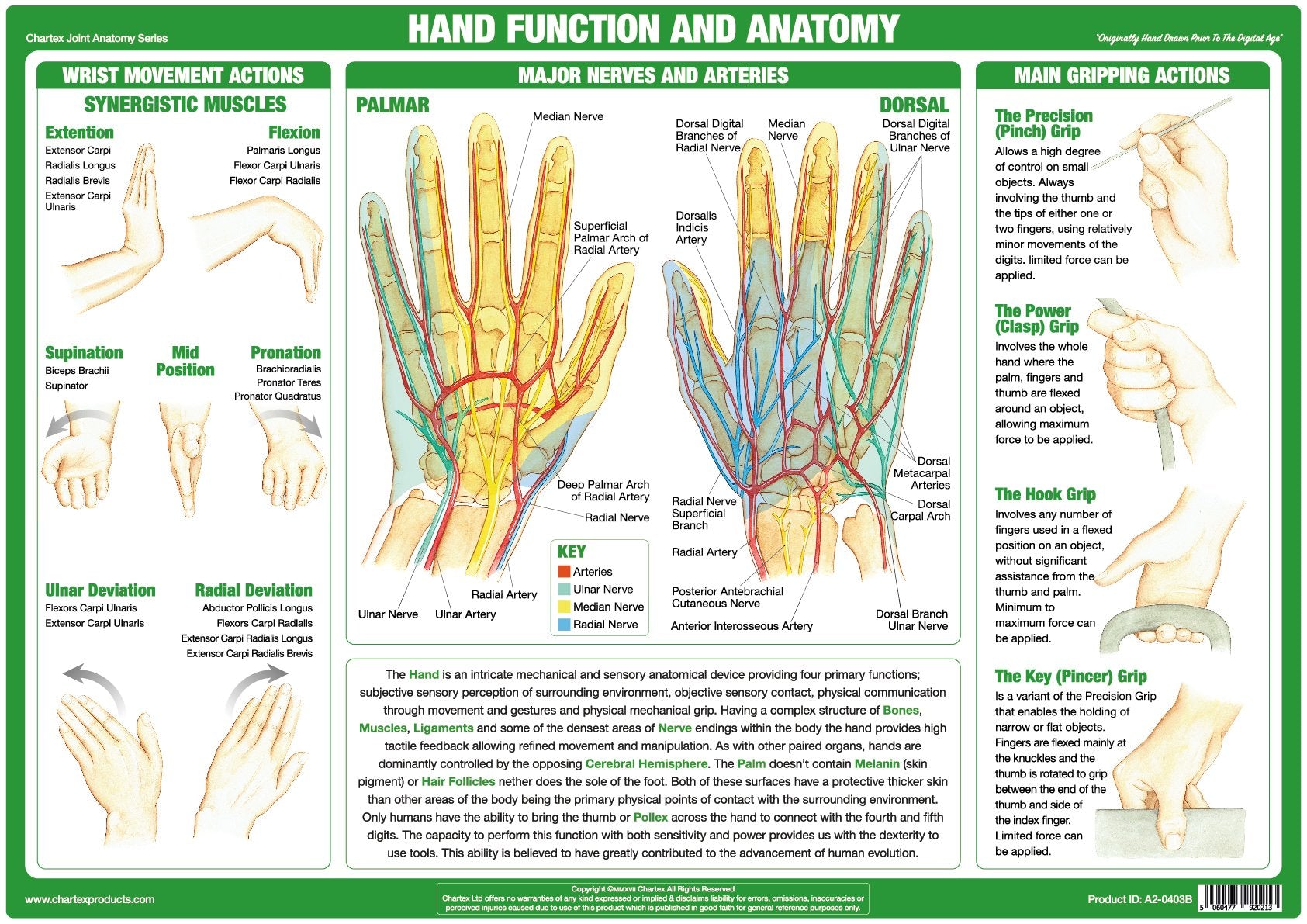 Hand Function and Anatomy Poster – Chartex